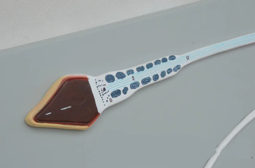 Человеческие презервативы Скелет анатомическая Анатомия 1000 раз увеличенный