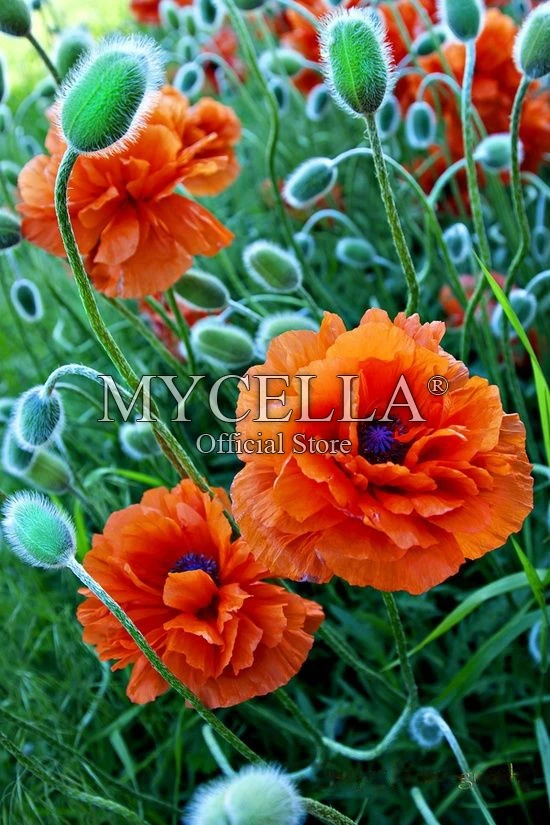 

Flowers 5D Diy Diamond Painting Cross Stitch Diamond Embroidery landscape Full Round Diamond Mosaic Pasted Needlework Crafts