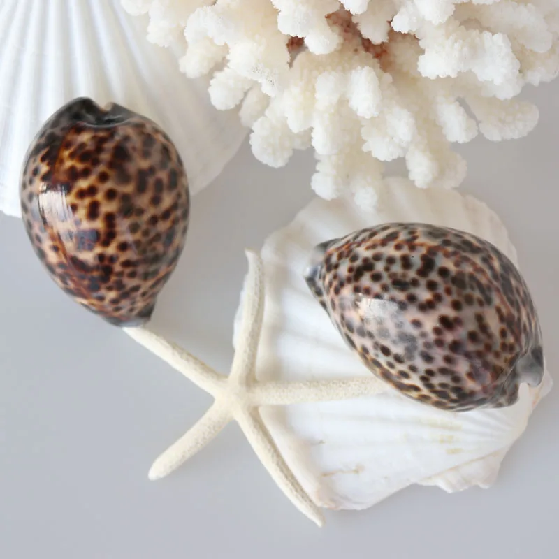 Бесплатная доставка (2 шт./лот) натуральная раковина и из тигра украшение для дома