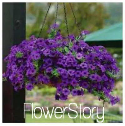 21 Лимонный ломтик Superbells calibachoa Petunia годовой Цветочный ЗАВОД, 100 растение в упаковке, 24 цвета на выбор,# WI1AJX - Цвет: 21