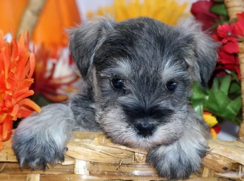 Schnauzer пазл собака фотографии на заказ алмазная живопись, полная, 3d daimond вышивка, квадратные стразы, мозаика 5d Вышивка крестиком картина - Цвет: 8