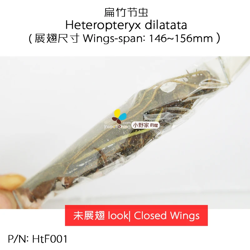 Heteropteryx dilatata замкнутый мужчины|Статуэтки и миниатюры| |