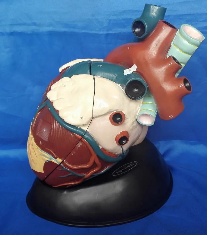 

especially big human heart model Human Anatomy Medical teaching model free shipping