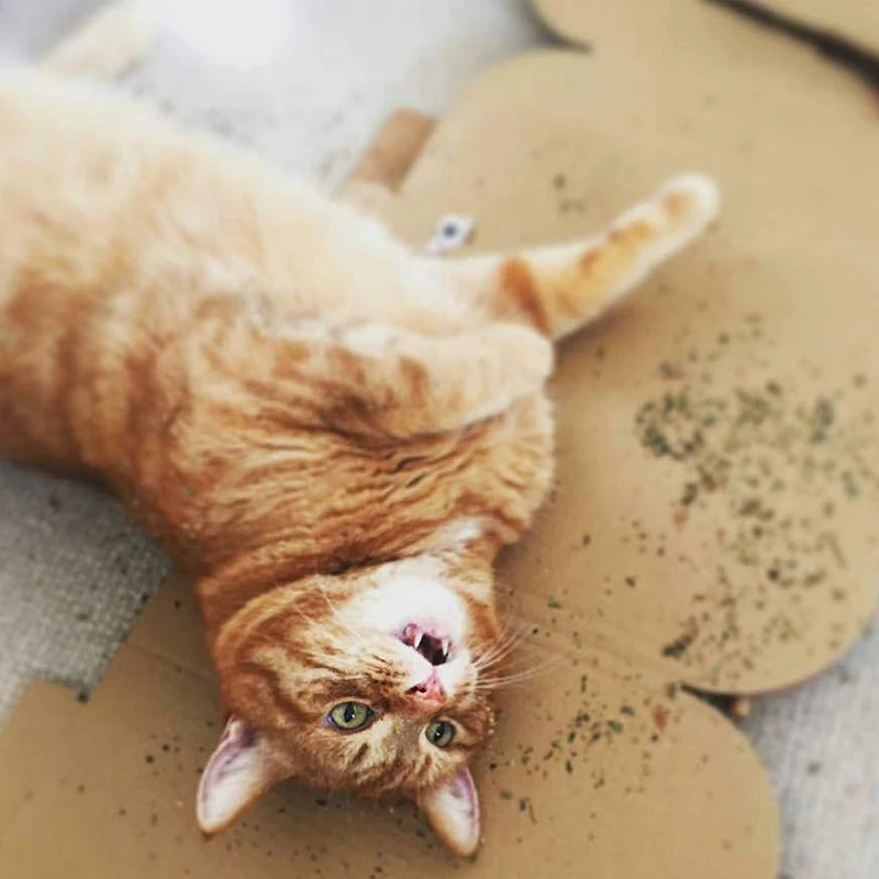 Просто Catnip натуральный органический Премиум 25 г мятный ментоловый аромат можно