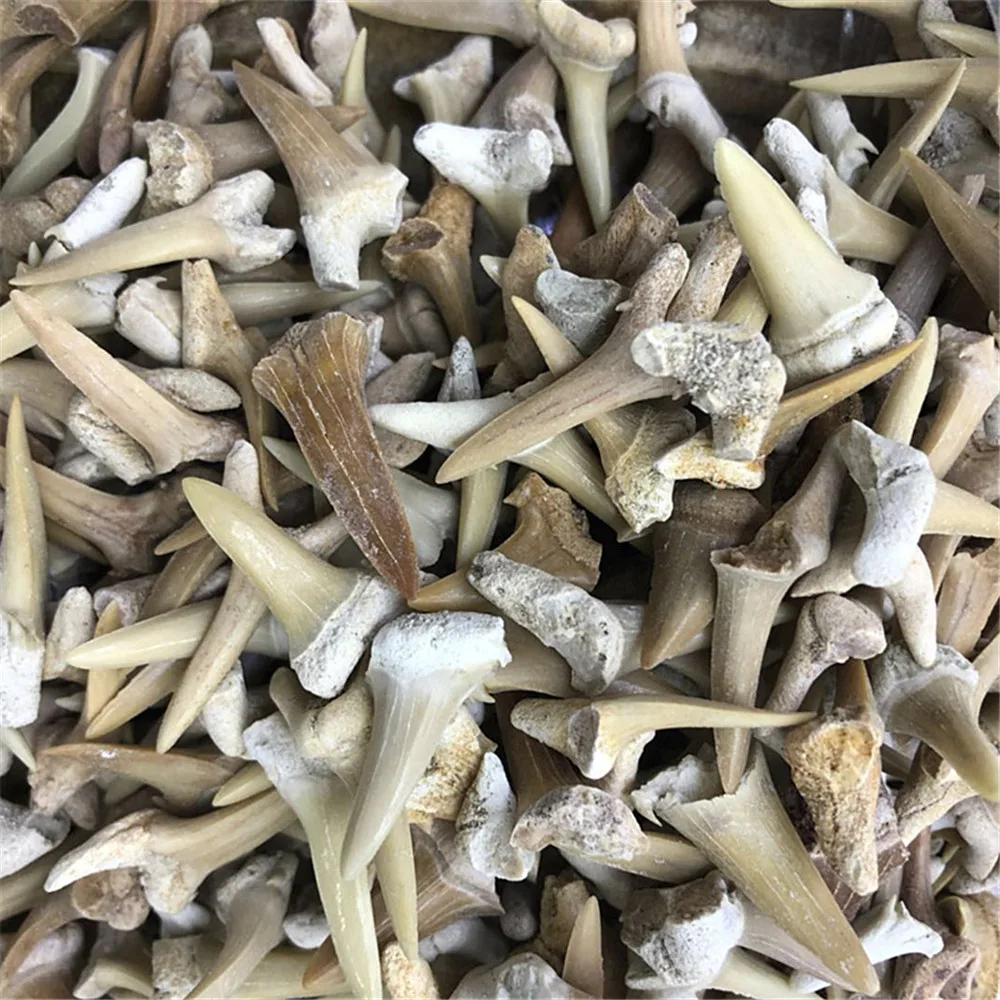 

Natural Shark Tooth Fossil Big Sharkteeth Pendants For Necklace Jewelry Making Beautiful Fossil Accessories