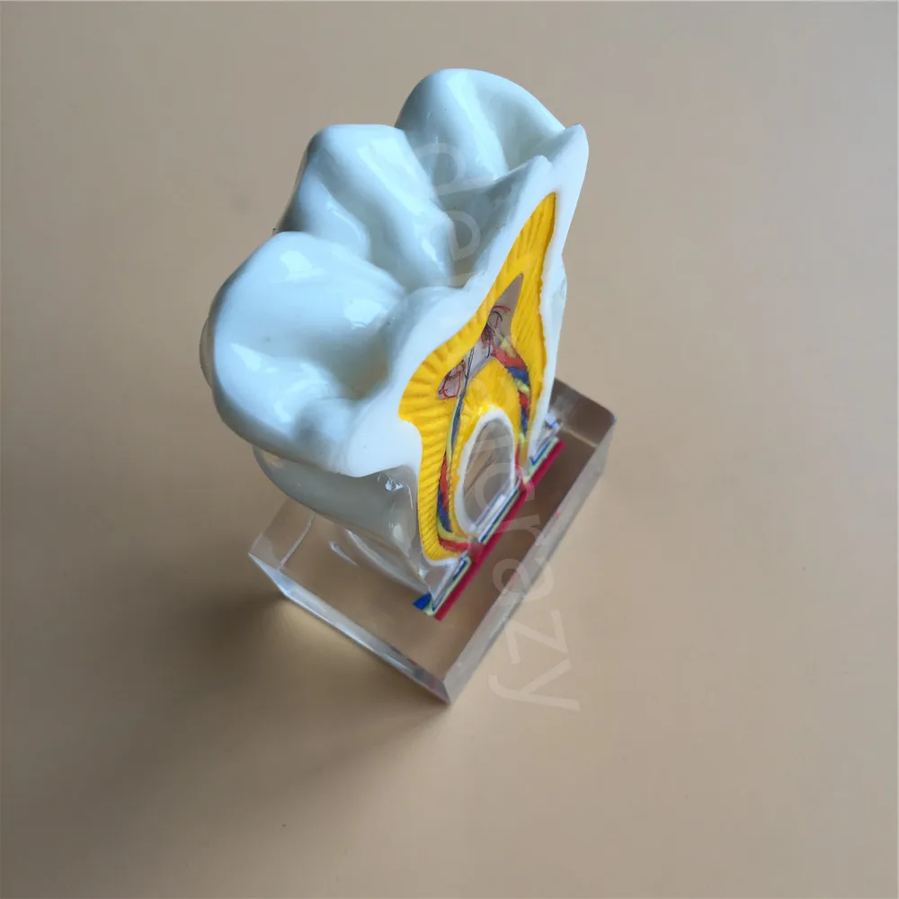 Dental Anatomical Molar Model molar inner structure with nerves and vessels Teeth 2018 | Красота и здоровье