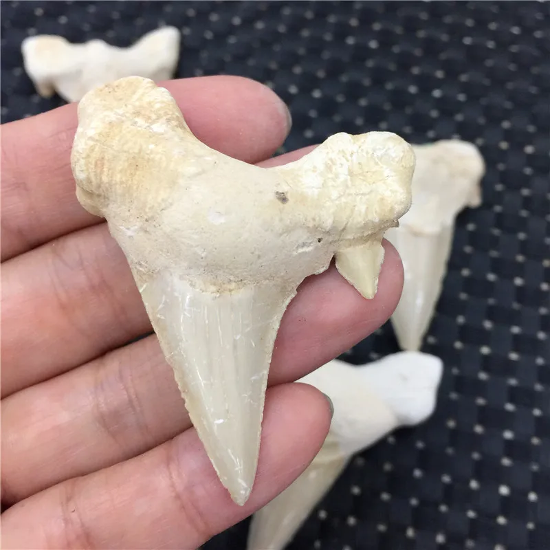 1 шт. натуральные животные Fossil зубы акулы Fossil минеральные образцы рок камни рейки лечебная энергия для коллекции в подарок