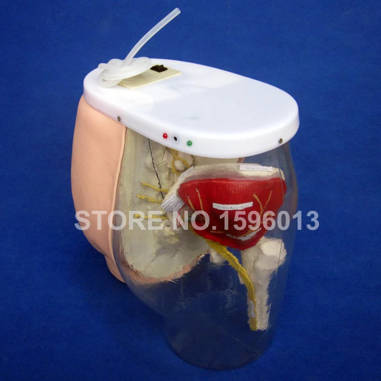 Тренажер для тренировки ягодиц внутримышечный впрыска и контрастирующая модель