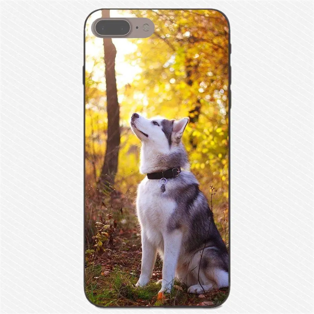 Пикантные Сибирского Хаски рисунком милой собачки для huawei Honor 5A 6A 6C 7A 7C 7X 8A 8C 8X9 10 P8 P9 P10 P20 P30 Мини Lite рlus - Цвет: as picture