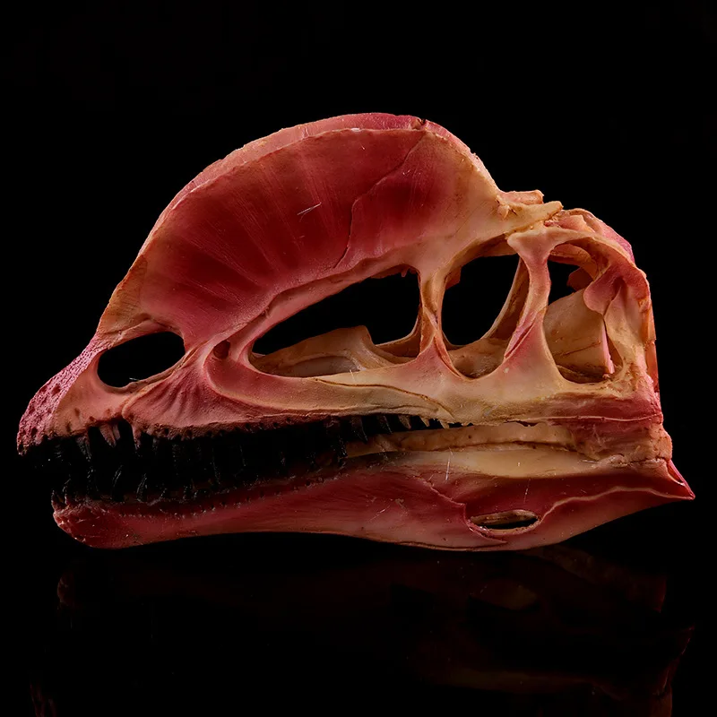 

Vivid Dilophosaurus Ryrannosaurus Resin Dinosaur Skull Model Collection Home decoration