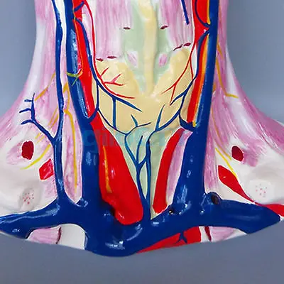 Human Anterior Neck Superficial Muscle Blood Vessel Nerve Model Anatomy | Канцтовары для офиса и дома