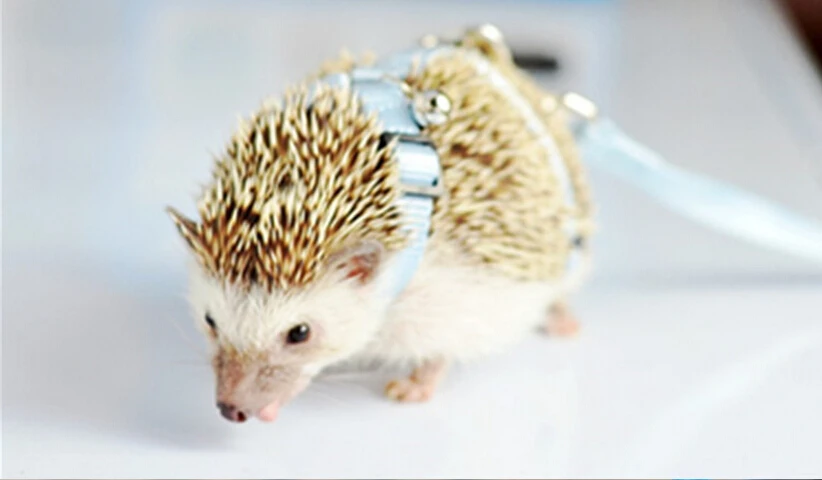 Регулируемый поводок для Ежика обучение игры тягового каната новый цвет