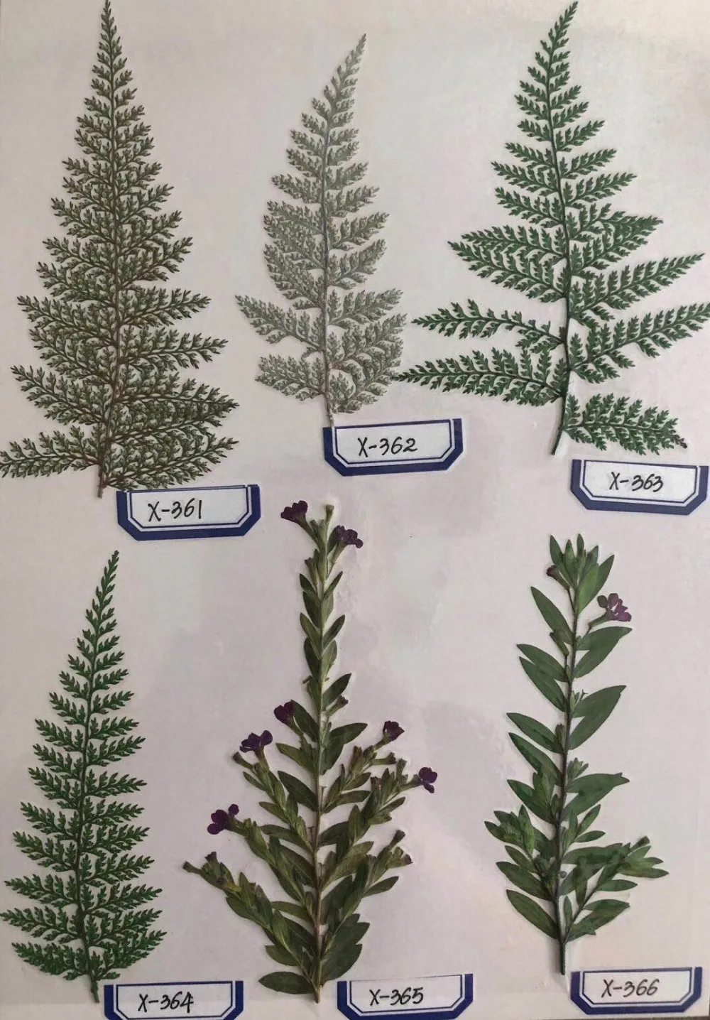 

1000pcs Pressed Dried Flowers Plant Herbarium For Jewelry Postcard Invitation Card Phone Case Bookmark DIY Sample Shows