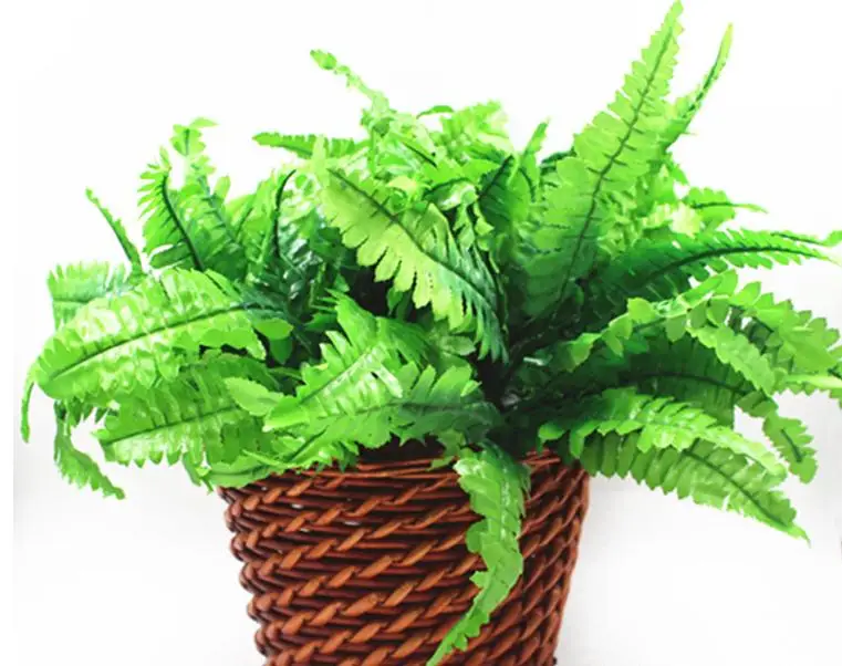 Папоротник ботаника персидские листья | Дом и сад