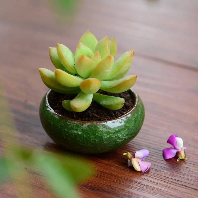 (5 шт. в упаковке) Простой Binglie мини керамические горшки|ceramic square pot|ceramic kitchen door
