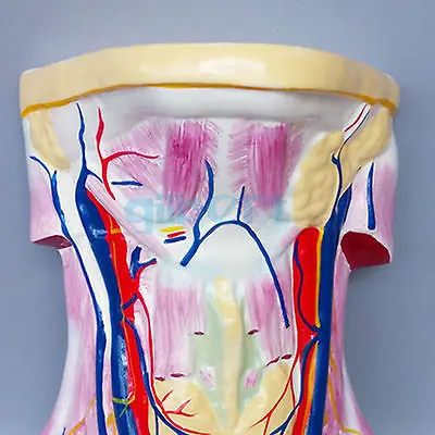 Human Anterior Neck Superficial Muscle Blood Vessel Nerve Model Anatomy | Канцтовары для офиса и дома