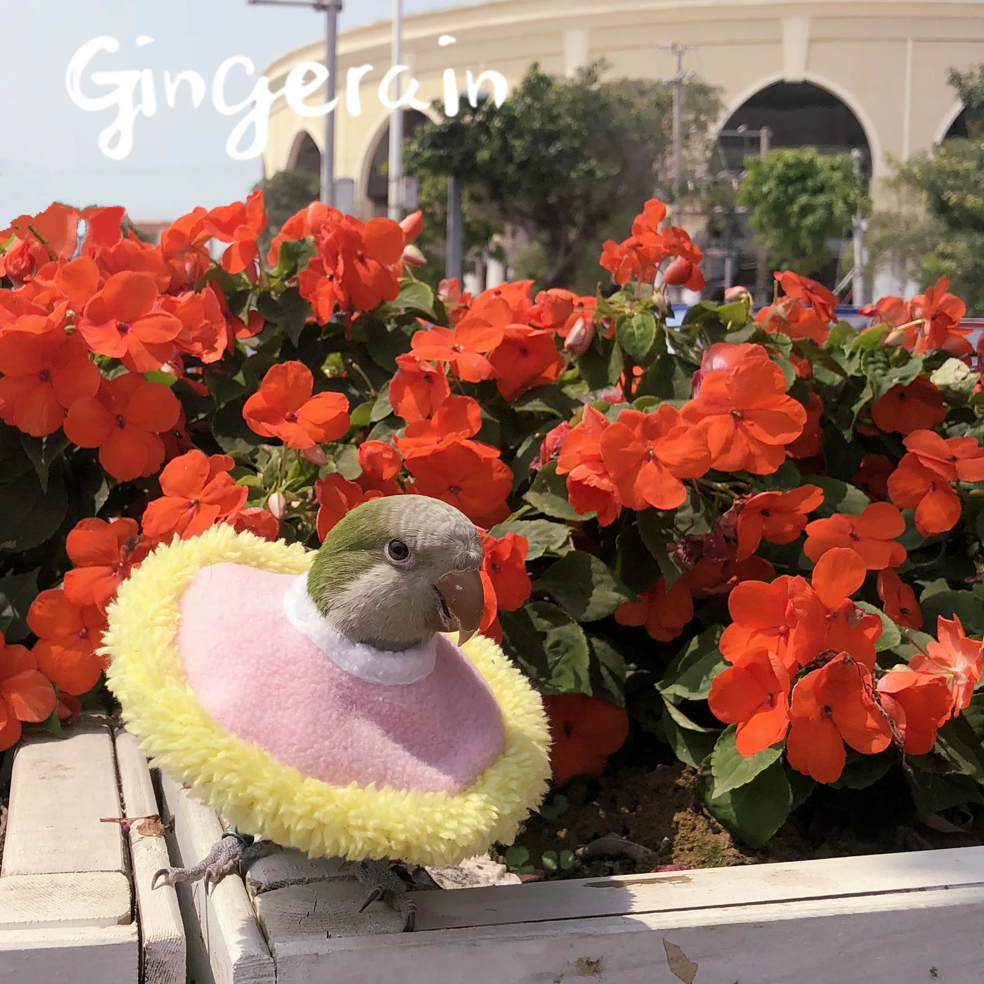 Gingerain одежда с птицами parrot's hair-proof collar small Elizabeth Circle