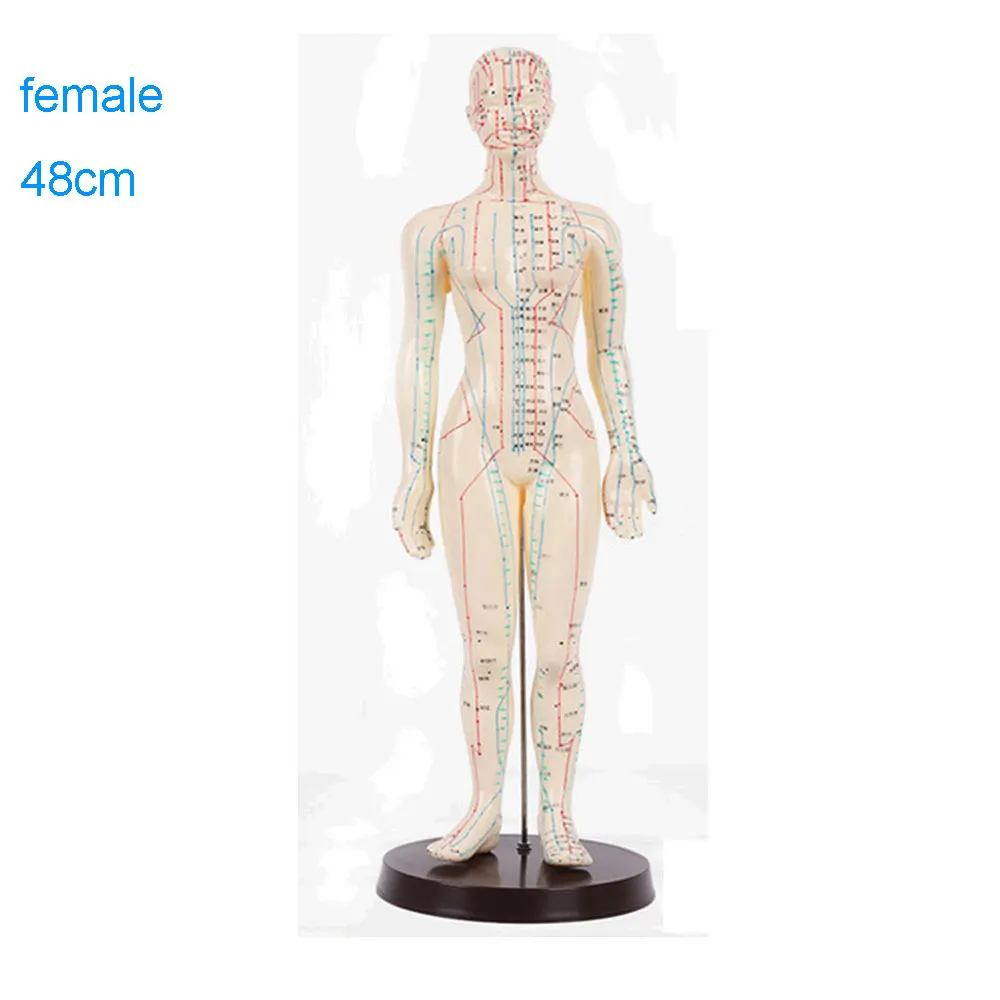 Female 48cm Акупунктура модель 50 см мужской женский с основанием акупунктурные меридианы модель Акупунктура стартовый набор - Цвет: Female 48cm