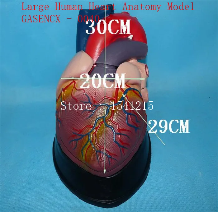 Модель сердца обучающая медицинская модель человеческого тела большого