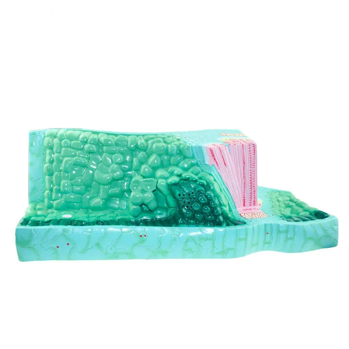 Модели архитектуры листьев ранней и старшей школы модель анатомии растений