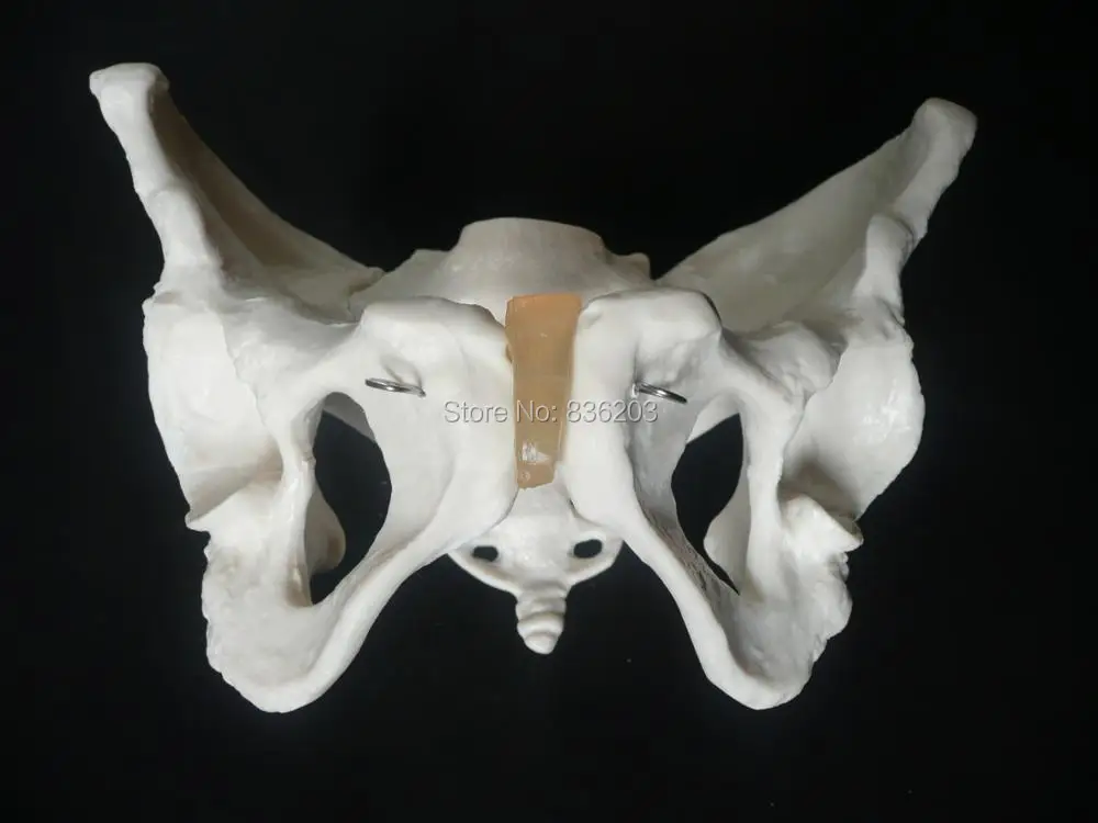 Натуральный размер модель скелета таза для травм искусственная
