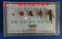 specimen of locust life cycle plastic case biological experimental teaching apparatus free shipping