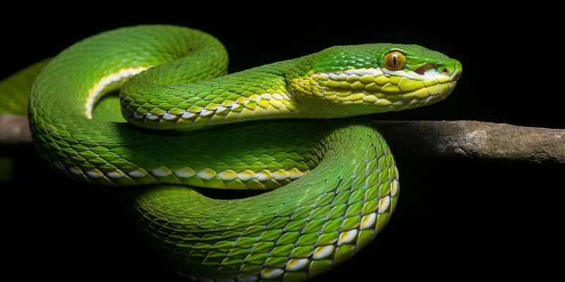 

Мягкое пляжное полотенце из микрофибры, с принтом змеи