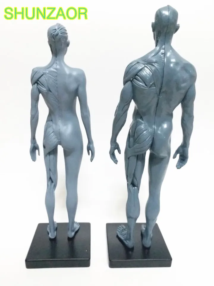 Человеческий набор для анатомии череп и мозги Скелет стоматологическая камера