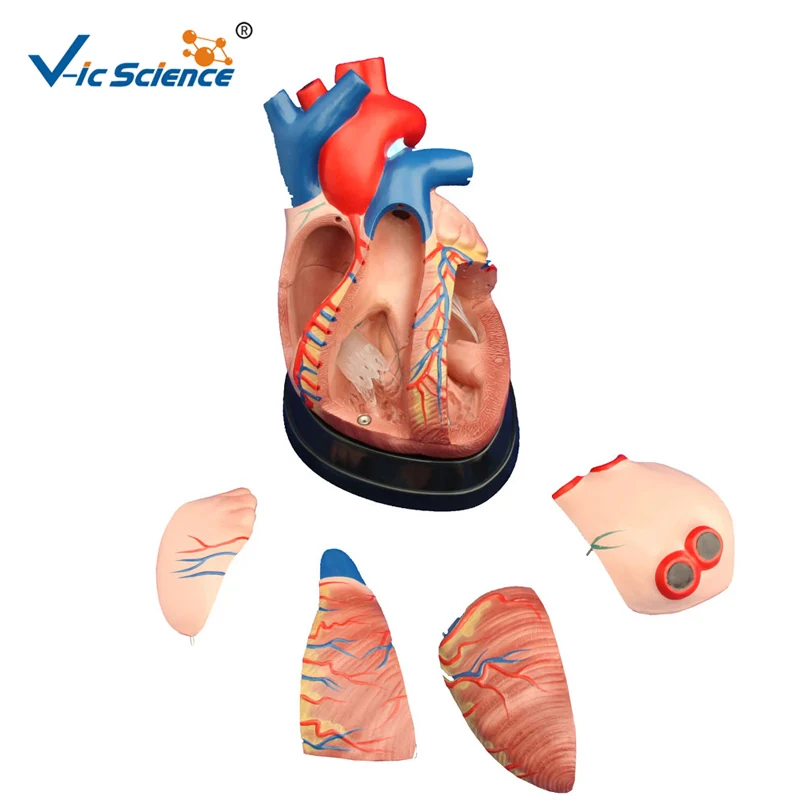

Advanced PVC New Style Middle Heart Anatomical Plastic Human Anatomy Heart Model for Students Teaching