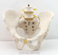 enovo male pelvis model two lumbar vertebral hipbone sacral coccygeal human bone model orthopedics