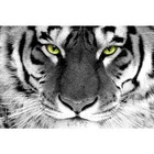 Красивый постер с белым тигром на заказ, тканевые постеры для домашнего декора, лучший подарок, холщовые постеры 20x30 см, 27x40 см, 30x45 см