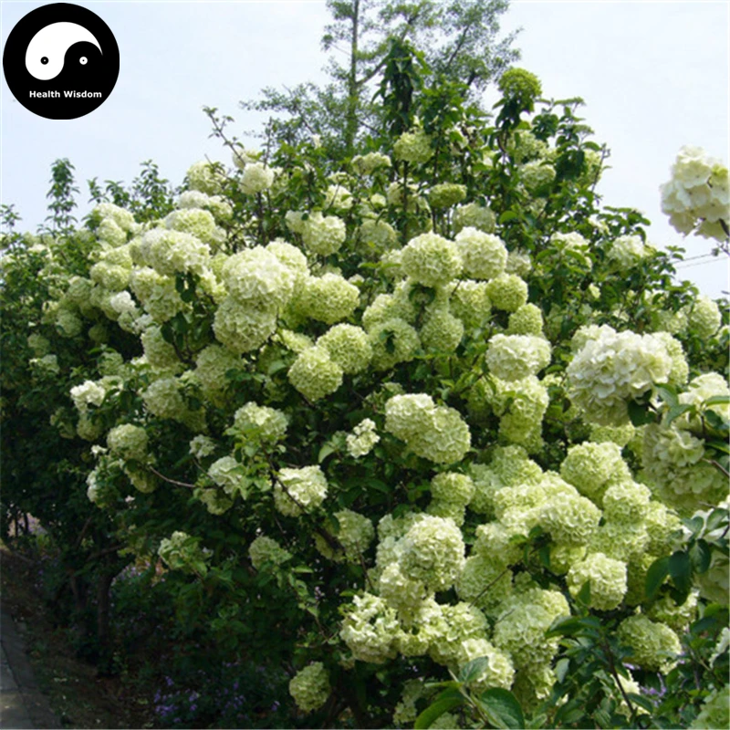 Купить Калина Macrocephalum Tree Semente 60 шт растение Калина Macrocephalum для Xiu Qiu Hua