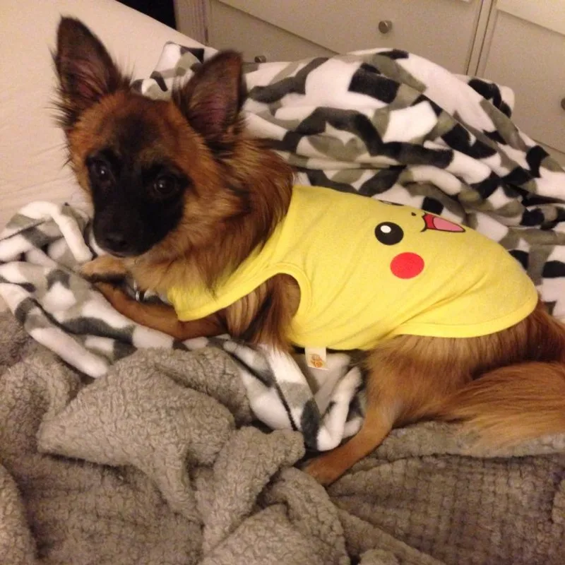 Мультяшный жилет для домашних животных летняя одежда маленьких собак футболка