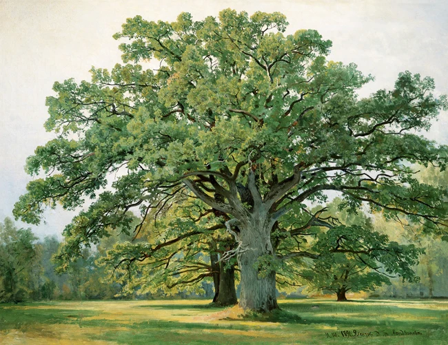 free shipping Shishkin classical Russian green big tree landscape oil painting canvas prints on wall decoration picture | Дом и сад