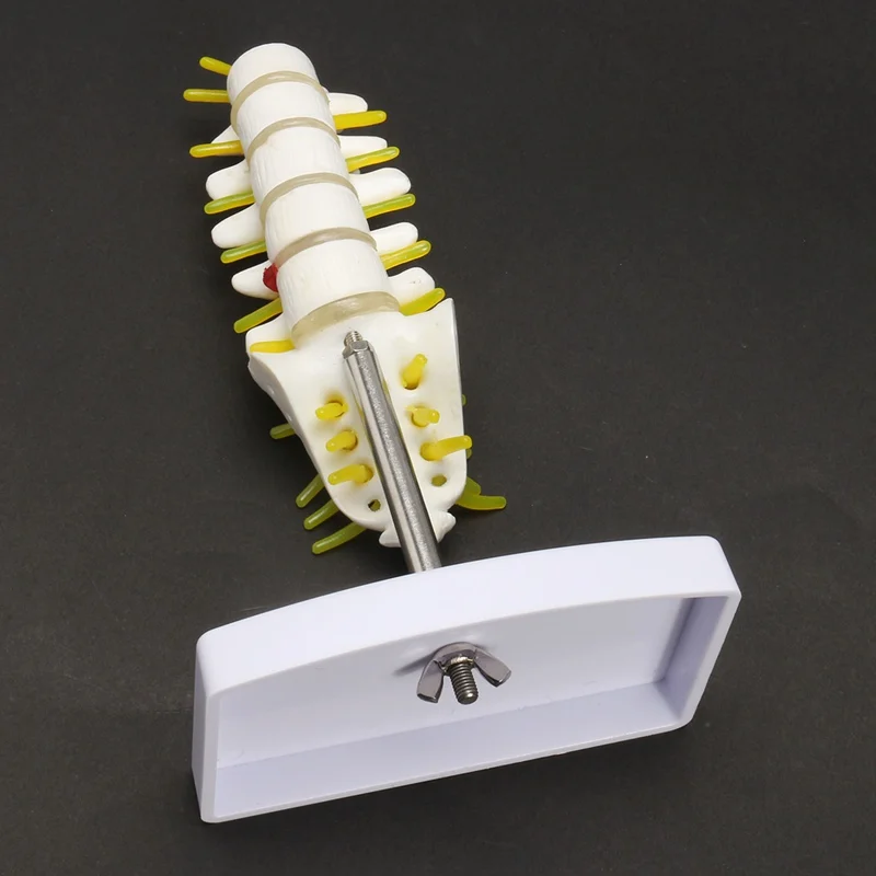 KiWarm 1 шт. 15 см мини человеческая поясница позвонка Sacrum Coccyx анатомический медицинский позвоночник модель статуи скульптуры
