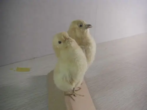 TAXIDERMY птица цыпленок 2 шт.|chicken whole|chicks videochick clothes |