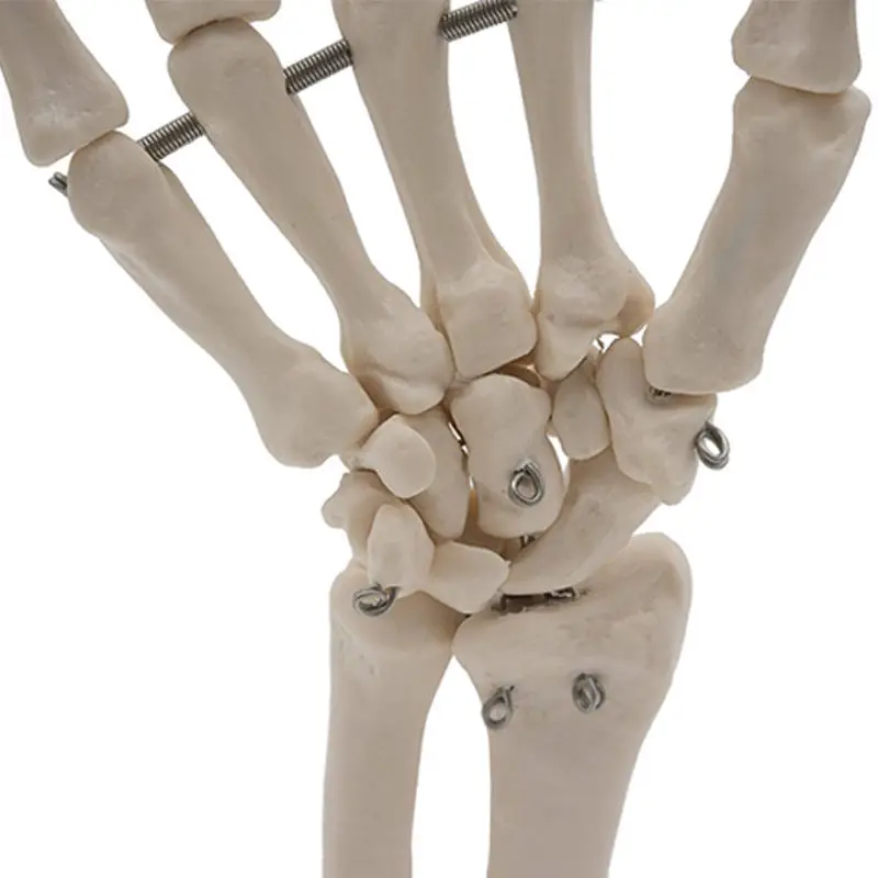 

Science teaching supplies Hand Joint Model Anatomical Skeleton Medical Science Anatomy Movable Articulated Fingers Mannequin