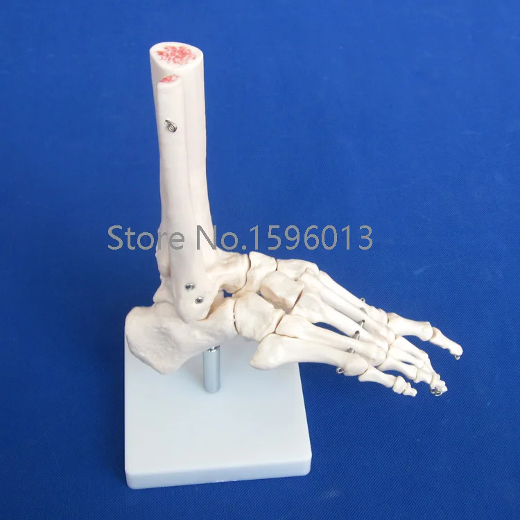 Популярная модель ножного сустава в натуральную величину скелета для ног|model