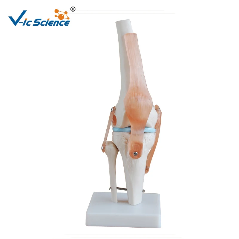 

Life Size PVC Skeleton Knee Joint Model