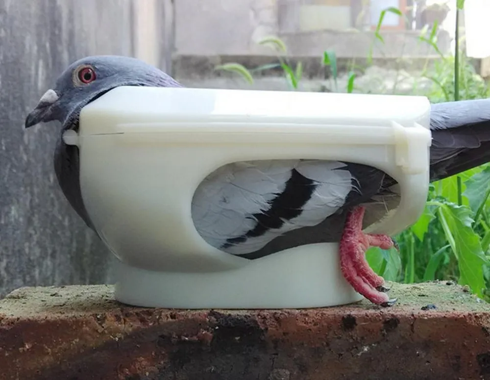 Pigeon career appliance, данный держатель для лекарств, голубей, видеть глаза, песок, подростков, даваемое лекарственное средство 8119