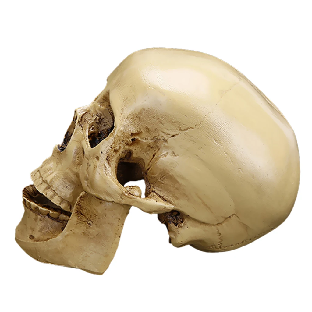 Готическая Реплика резьба Модель Статуэтка череп голова человека медицинская