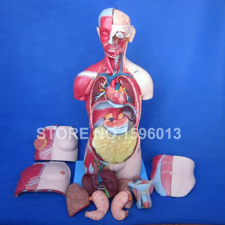 Dual Sex Torso Model with Open Back and Internal Organs 32 Parts Human model 333 Marks | Канцтовары для офиса и дома