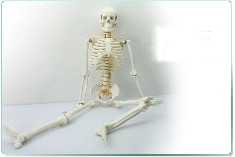 Модель скелета человека 85 см модель позвоночника с поясничными нервами и костями