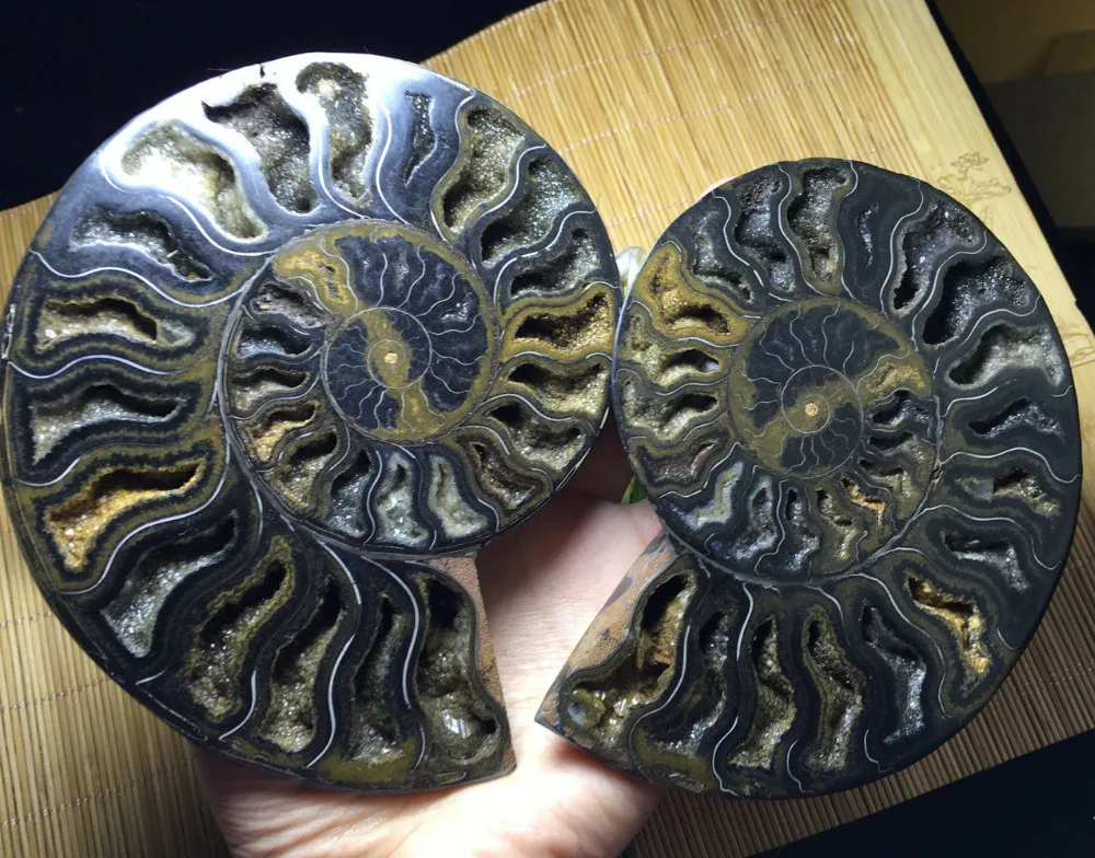 

521g Rare Black A pair of Split Ammonite Fossil Specimen ShellHealing Madagascar ramadan gifts