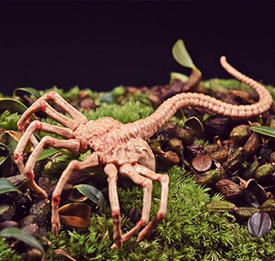 1/6 масштаб инопланетянин Хищник Chestburster Facehugger модель чужой xenomorph фигурка
