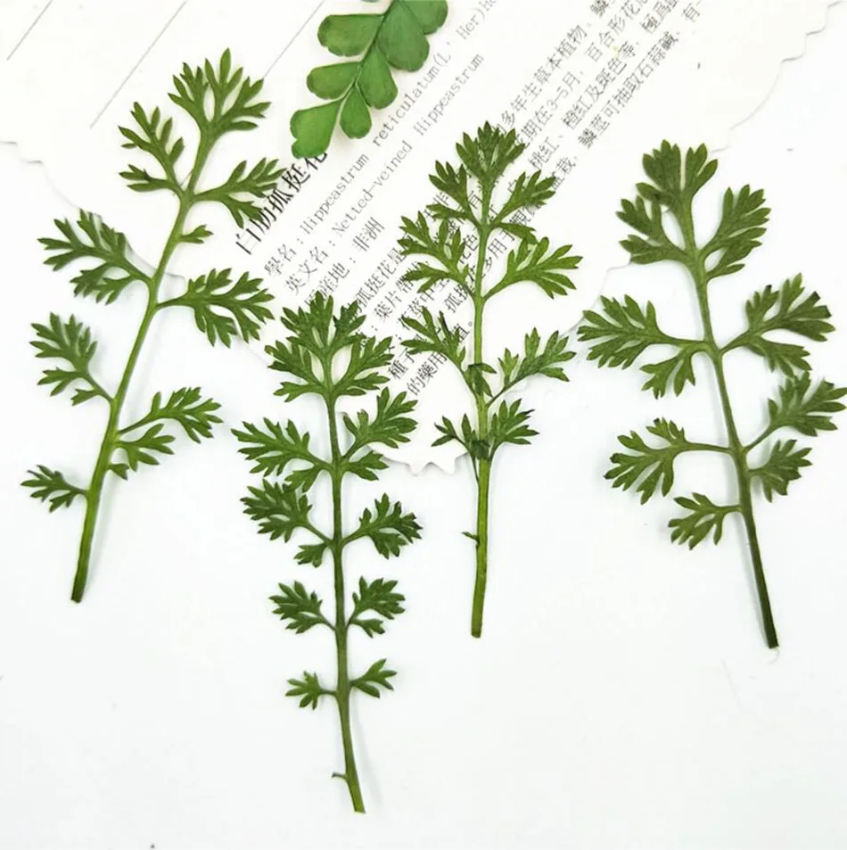 60 шт прессованный высушенный Soliva Anthemifolia листья цветок гербарий из растений