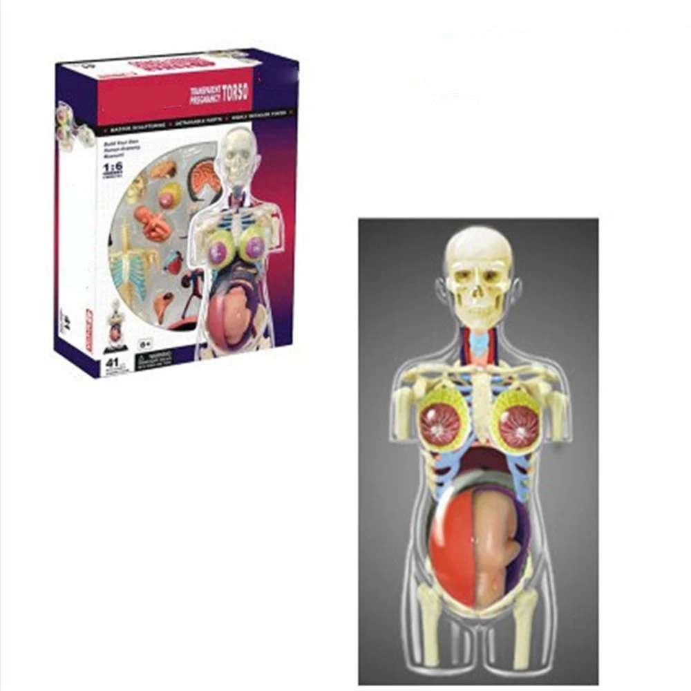 Mini 1:6 Human female pregnancy assembly model Assembled Human Anatomy Model Gift for Children