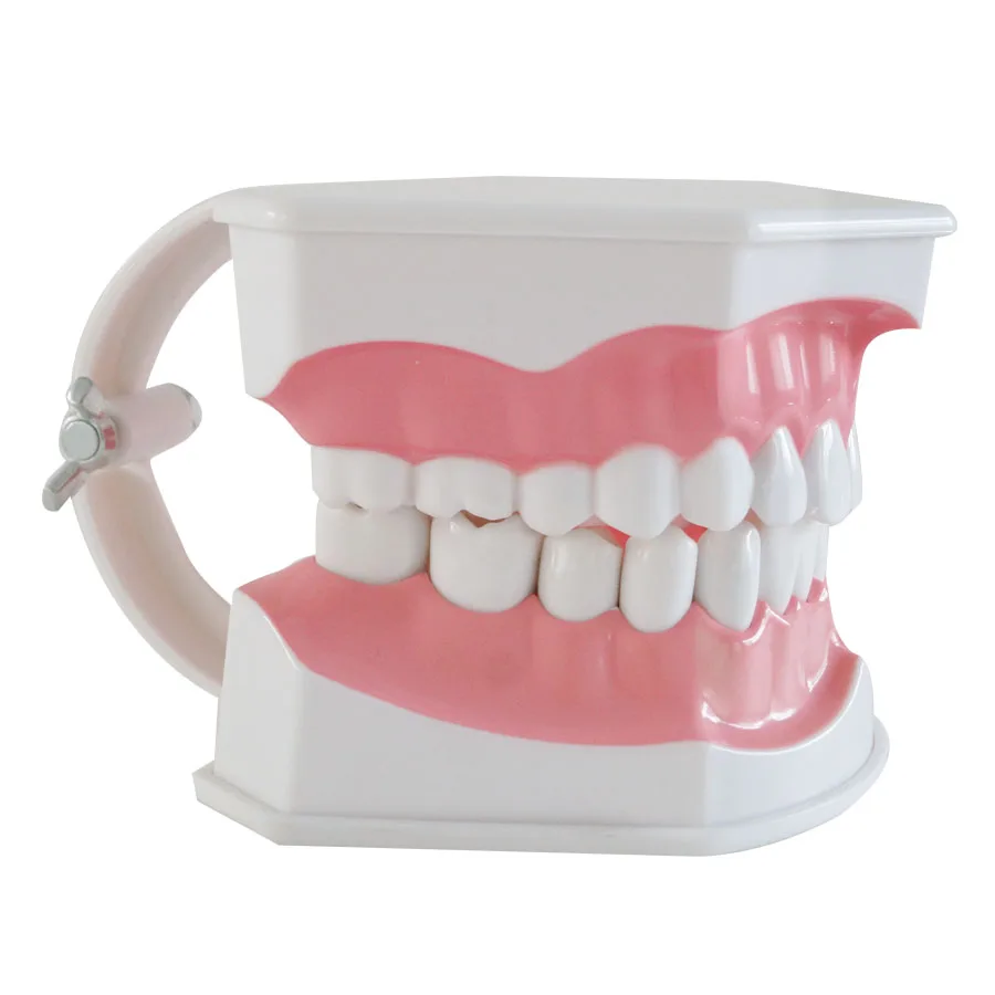 Модель зубов для взрослых Стандартный Стоматологическое обучение исследование