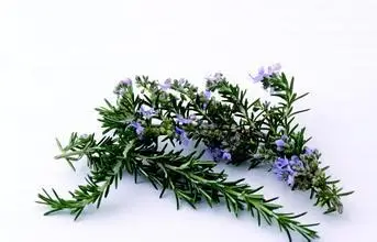 100% чистые растительные Водорастворимые эфирные масла розмарина масло для