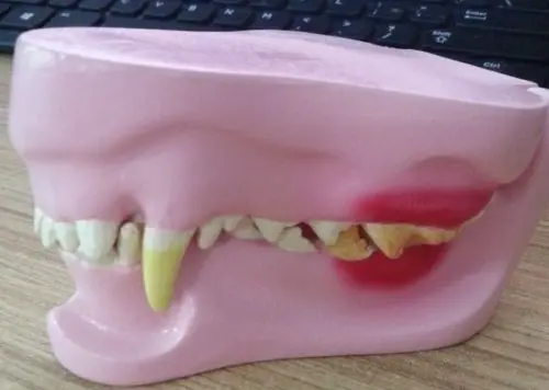 Новая анатомическая модель Canine Jaw/Teeth ветеринарная Анатомия 37|Детали